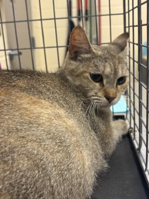 Parmida Wc - Domestic Short Hair