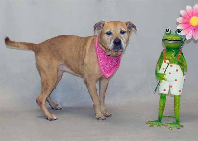 Diamond - Rhodesian Ridgeback