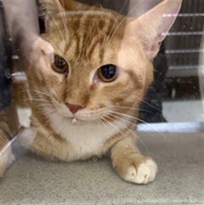 Carrot - Domestic Short Hair