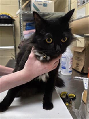 Amber - Domestic Medium Hair