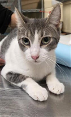 Phineas - Domestic Short Hair
