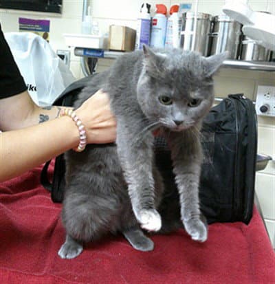 Mabel - Domestic Short Hair