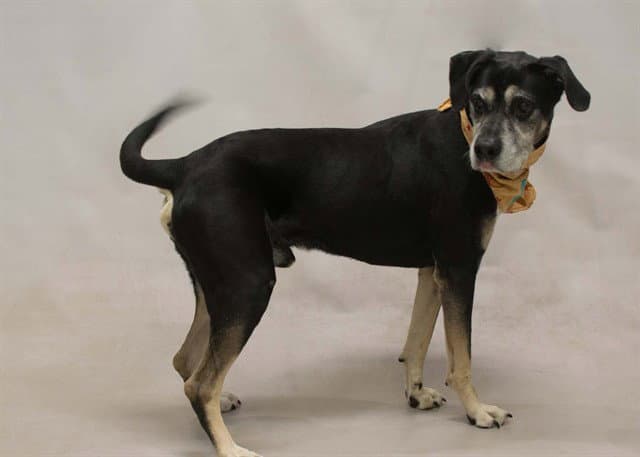 Garth - Labrador Retriever