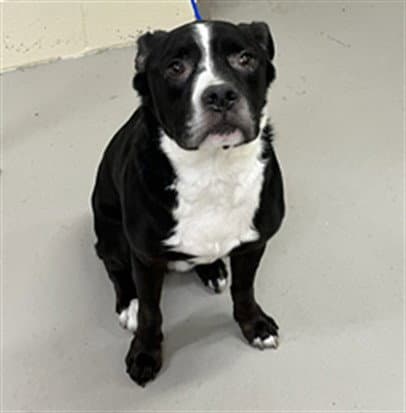 Berny - Terrier