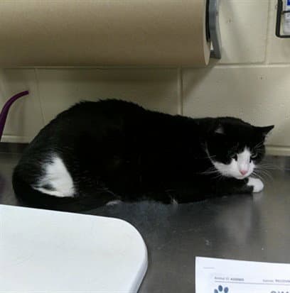 Simon - Domestic Short Hair
