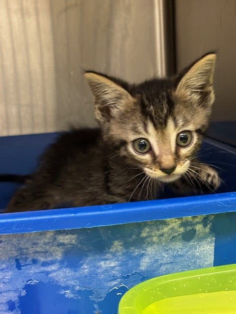 Jagger - Domestic Short Hair