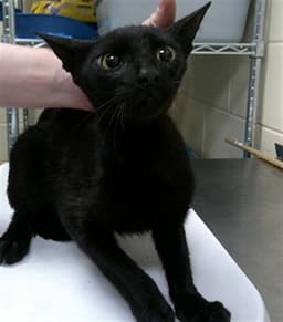 Working Cat image 1
