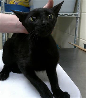 Working Cat - Domestic Short Hair