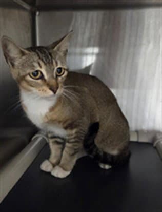 Bambi - Domestic Short Hair