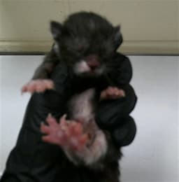 Minnie image 1