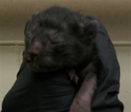 Mousse image 1