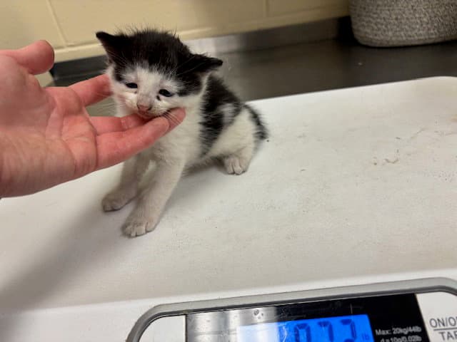 Casper - Domestic Short Hair