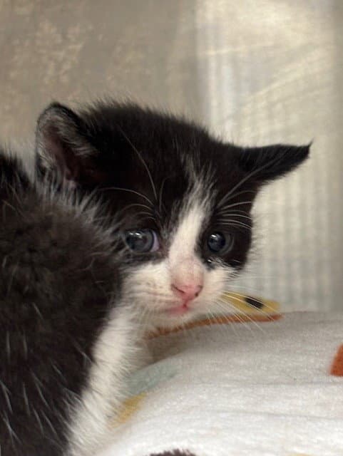 Kimmy - Domestic Short Hair