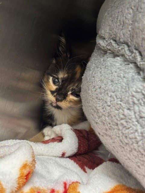 Katie - Domestic Short Hair