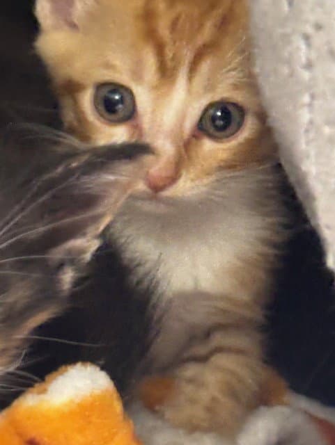 Mick - Domestic Short Hair