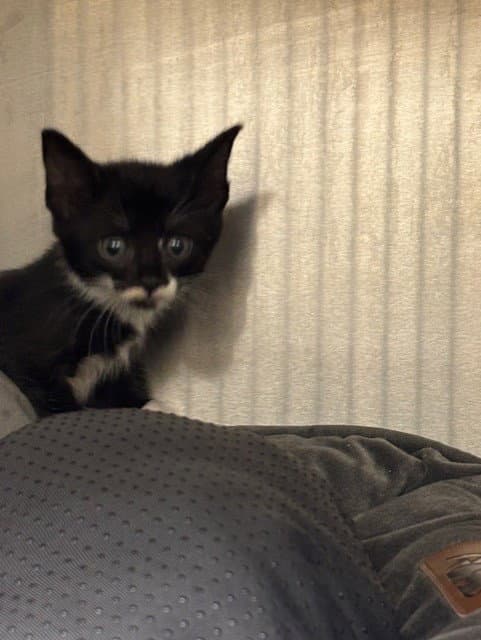 Kayda - Domestic Short Hair
