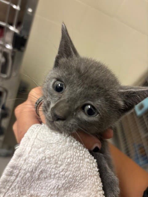 Luca - Domestic Short Hair