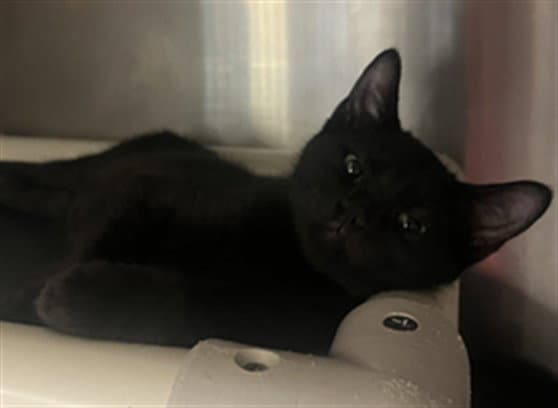 Bryce - Domestic Short Hair