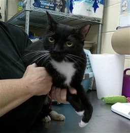 Bella image 1