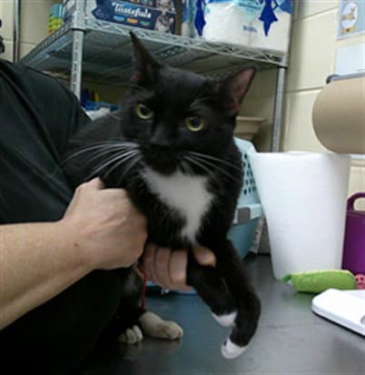Bella - Domestic Short Hair