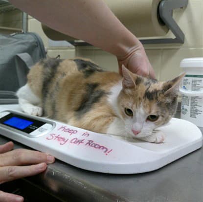 Ziera - Domestic Short Hair