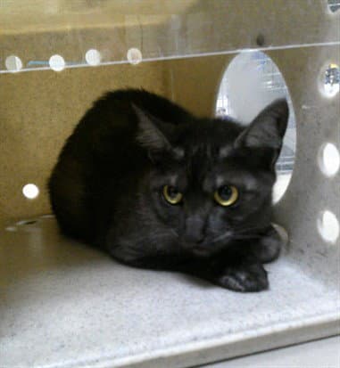 Greirat - Domestic Short Hair