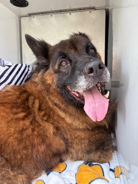 Gilbert - German Shepherd Dog