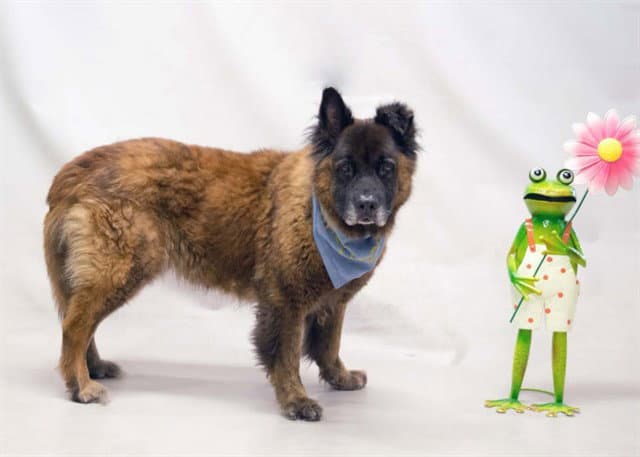 Gilbert - German Shepherd Dog