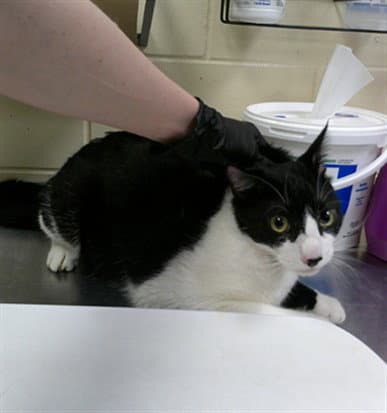 Monroe - Domestic Short Hair