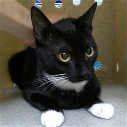 Harley - Domestic Short Hair