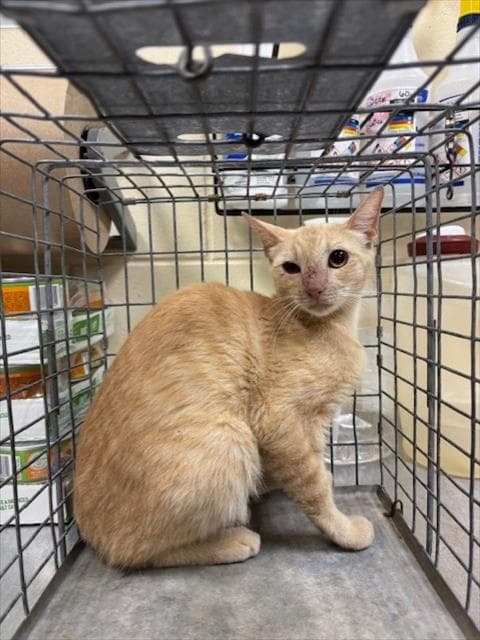 Working Cat - Domestic Short Hair