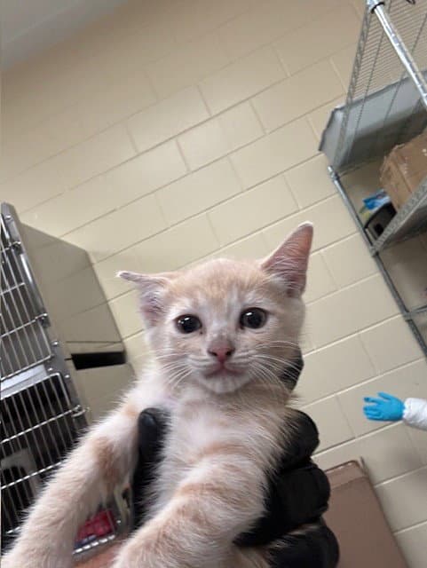 Dorito - Domestic Short Hair