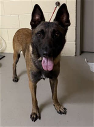 Maverick - Belgian Shepherd Malinois