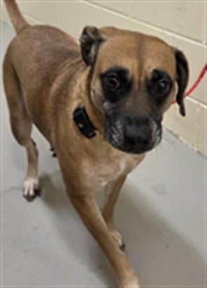 Mocha - Black Mouth Cur