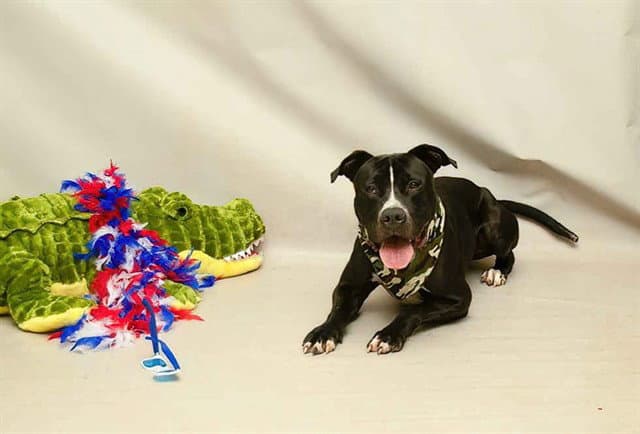 Woody - American Staffordshire Terrier