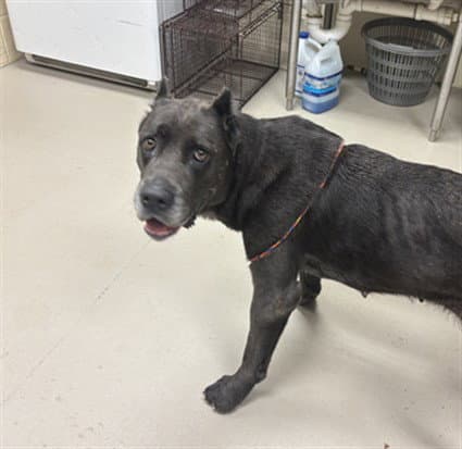 Ramoura - Cane Corso Mastiff