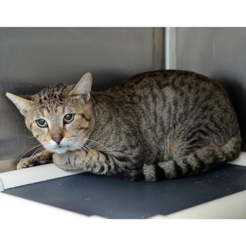 Macaroni - Domestic Short Hair