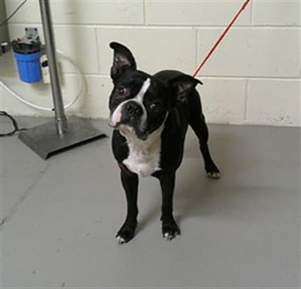 Prince - Boston Terrier