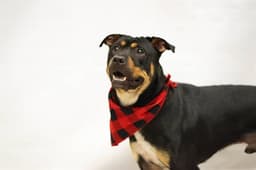 Benny image 1