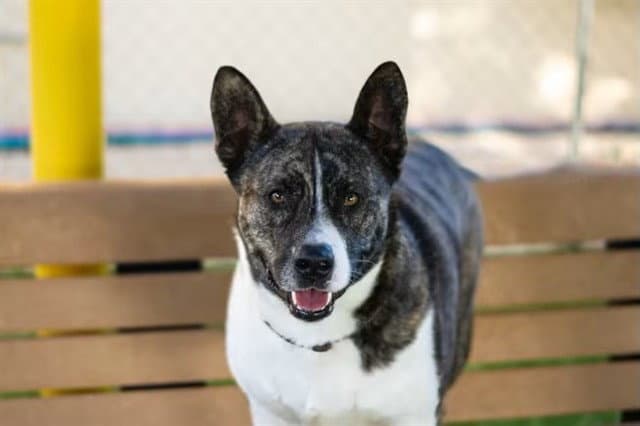 Beall Bo - Akita