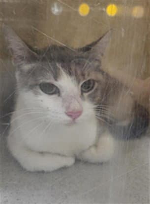 Spatula - Domestic Short Hair