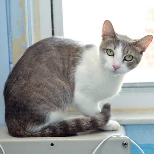 Spatula - Domestic Short Hair