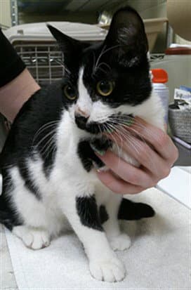Mia - Domestic Short Hair