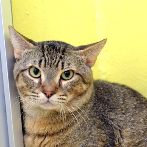Governor - Domestic Short Hair