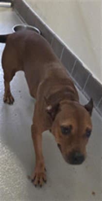 Cleo - Terrier