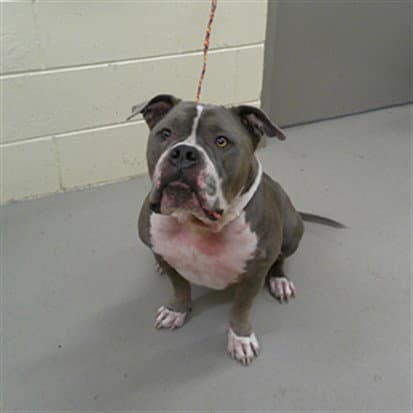 Blue - American Bulldog