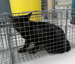 Jiji image 1