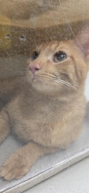 Gouda - Domestic Short Hair