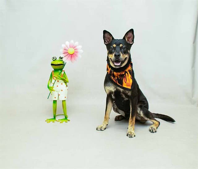 Blaze - German Shepherd Dog