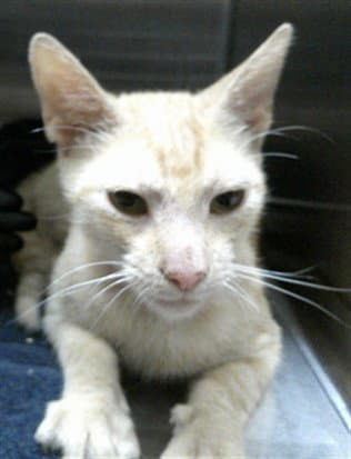 Cheeze Whiz - Domestic Short Hair